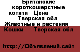 Британские короткошерстные котята › Цена ­ 3 000 - Тверская обл. Животные и растения » Кошки   . Тверская обл.